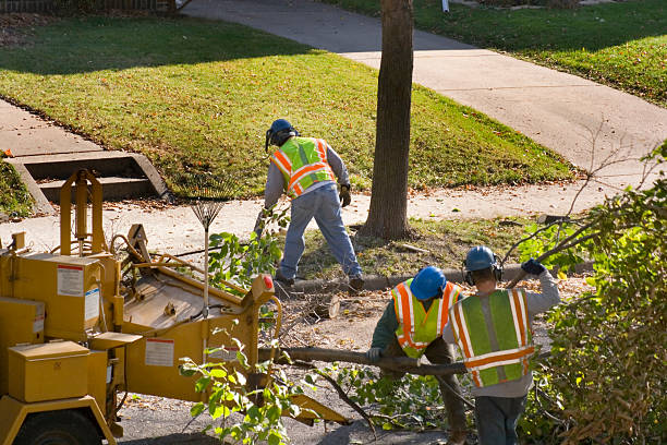 Professional Tree Removal and Landscaping Services in Otis Orchards East Farms, WA